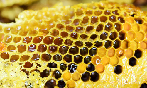 蜂蜜の詰まった蜂の巣